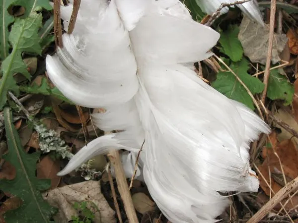 A Frosty Start for February: San Antonio Shivers Under a Hard Freeze This Sunday