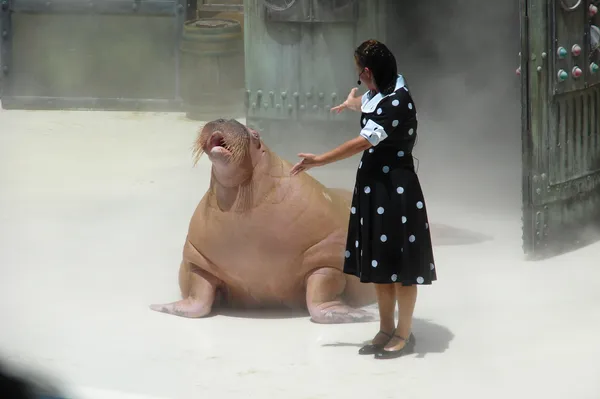 Water Circus Performances and Award-Winning Theater Highlight San Antonio Today