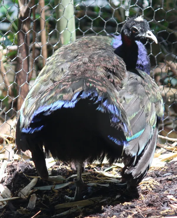 San Antonio Zoo reports two Congo peafowl hatchlings, expanding a long-running conservation breeding effort