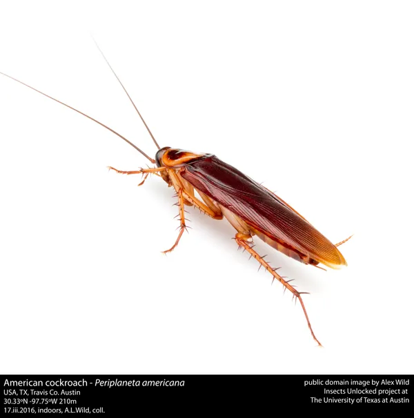 San Antonio Zoo’s “Cry Me a Cockroach” fundraiser returns ahead of Valentine’s Day 2026 season