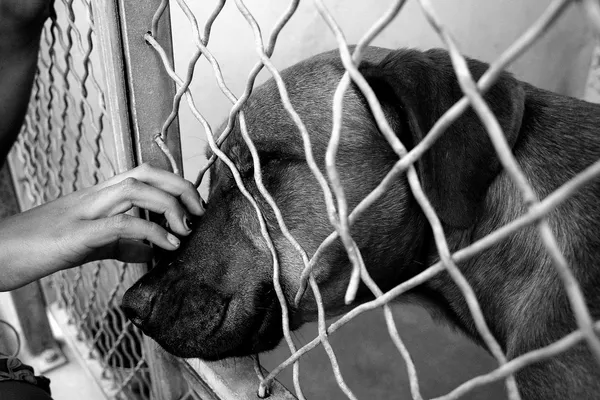 San Antonio Animal Care Services to waive adoption fees for dogs and cats over Valentine’s Day weekend