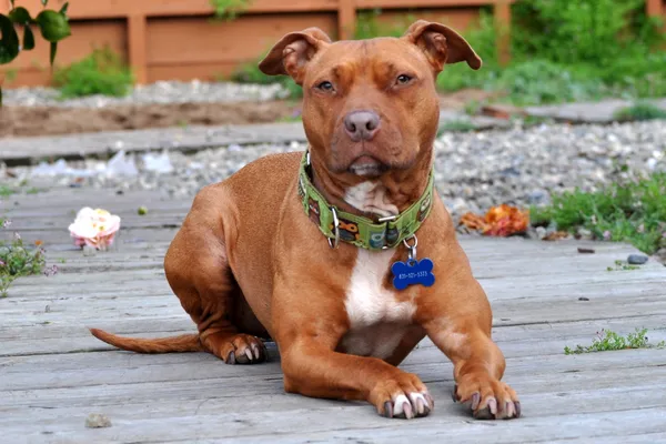 Bexar County deputies arrest apartment tenant after dead dog and malnourished pit bull are found