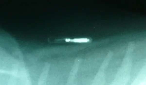 San Antonio District 1 office will host free pet vaccinations and microchipping clinic Saturday morning