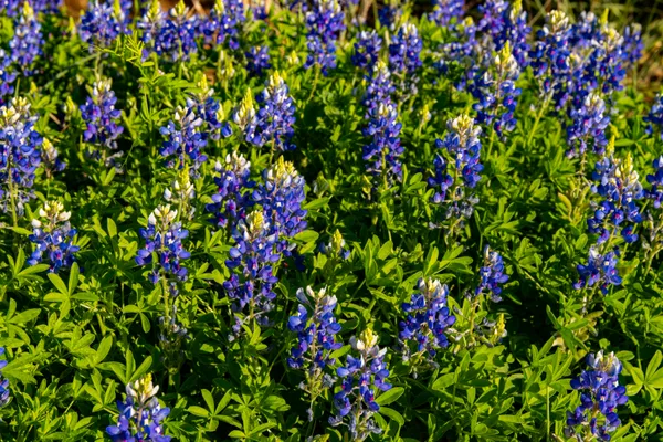 San Antonio community-led program expands bluebonnet fields into downtown parks, River Walk, and public sites